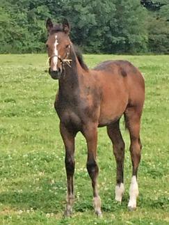 Showjumping Foals